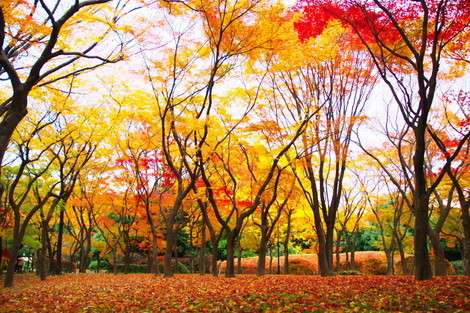 皇居 北の丸公園の紅葉 掲示板 木漏れ日の路 Beach ビーチ 皇居 北の丸公園の紅葉 掲示板 木漏れ日の路 Beach ビーチ
