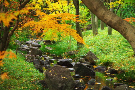 皇居 北の丸公園の紅葉 掲示板 木漏れ日の路 Beach ビーチ 皇居 北の丸公園の紅葉 掲示板 木漏れ日の路 Beach ビーチ