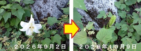 たんぽぽ