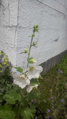 こけこっこ花 掲示板 くまさん花だより Beach ビーチ