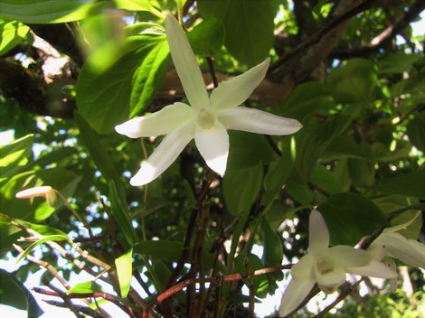 初夏の白い花 掲示板 真っ赤なトマト Beach ビーチ