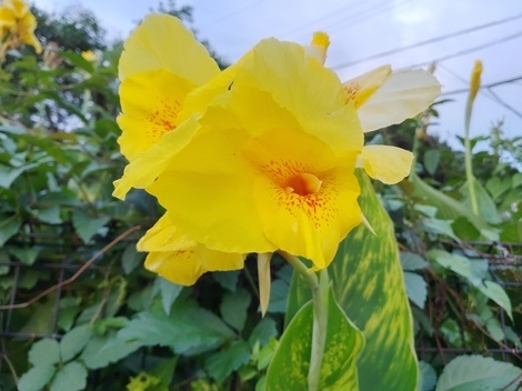 真っ赤なトマト