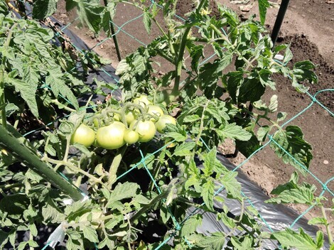 昨日の畑状況 掲示板 真っ赤なトマト Beach ビーチ