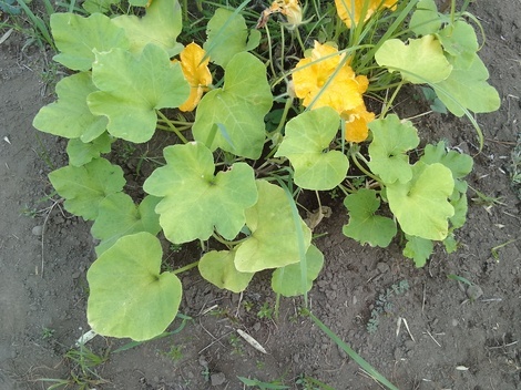 今、どんなお花咲いてますか？パート４