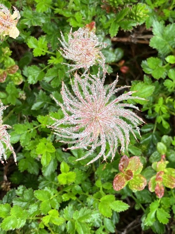 今、どんなお花咲いてますか？パート４