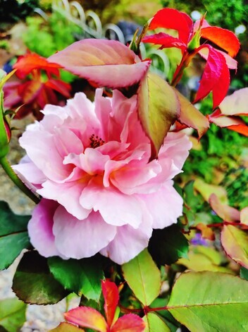 今、どんなお花咲いてますか？パート４