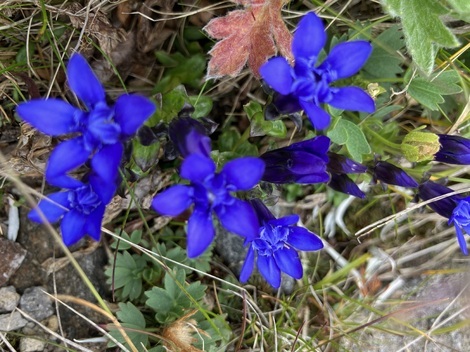 今、どんなお花咲いてますか？パート４