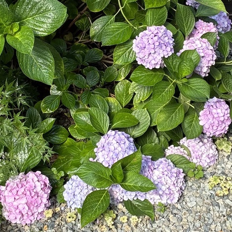 おためしサロン