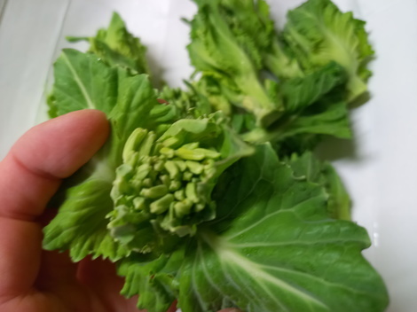 レビュア投稿はこちら ケールの花芽 を食べてみた感想を聞かせて 掲示板 キューサイおためしルーム Beach ビーチ レビュア投稿はこちら ケールの花芽 を食べてみた感想を聞かせて 掲示板 キューサイおためしルーム Beach ビーチ