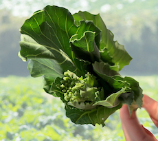 レビュア投稿はこちら ケールの花芽 を食べてみた感想を聞かせて 掲示板 キューサイおためしルーム Beach ビーチ