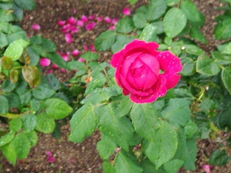 “絆”の案内所