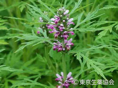 “絆”の案内所