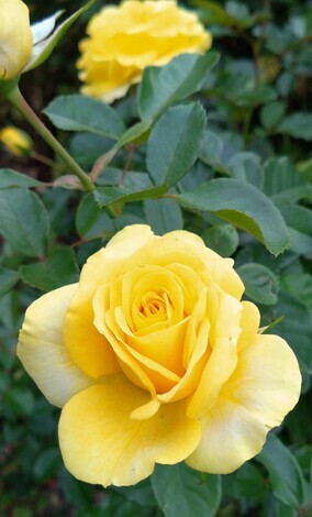 “絆”の案内所