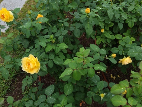 “絆”の案内所