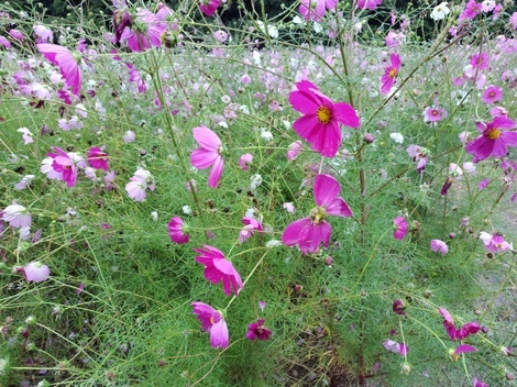 “絆”の案内所