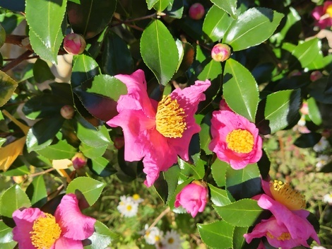 “絆”の案内所