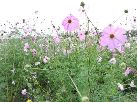 “絆”の案内所