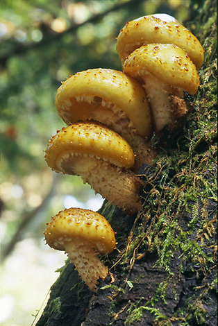 “絆”の案内所