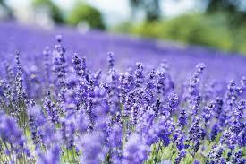 “絆”の案内所