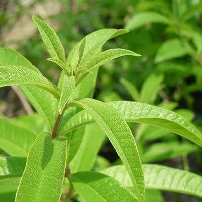 “絆”の案内所