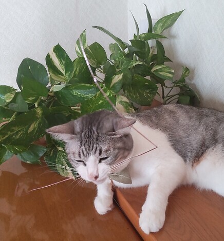なんでもカフェ