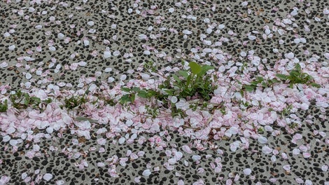 なんでもカフェ