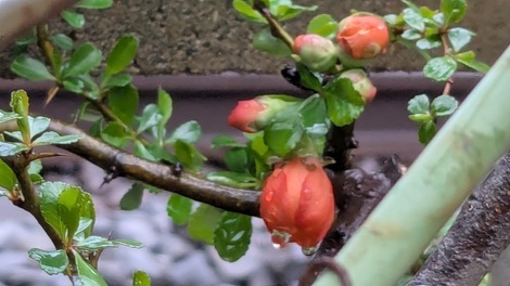 なんでもカフェ