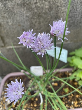 なんでもカフェ