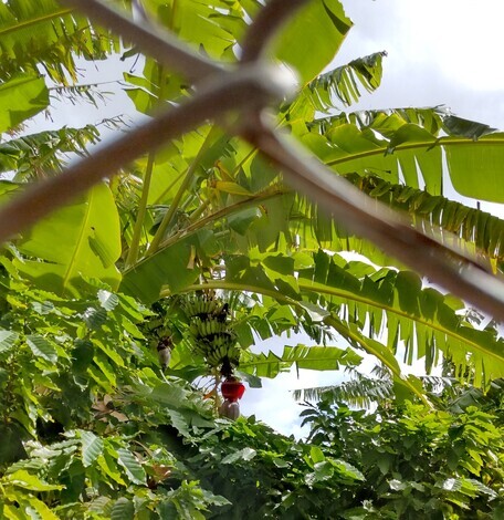 なんでもカフェ