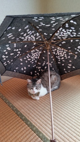なんでもカフェ