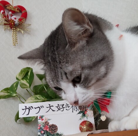 なんでもカフェ