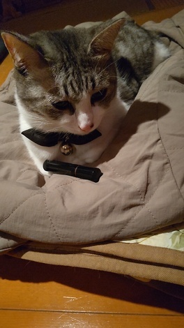 なんでもカフェ