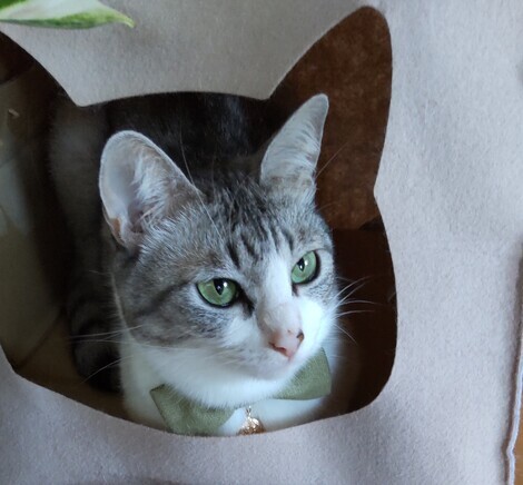 なんでもカフェ