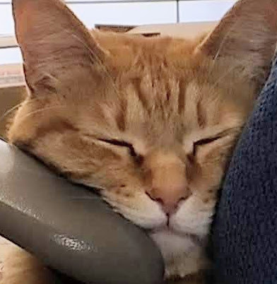 きっかけ：センターコミュニティ