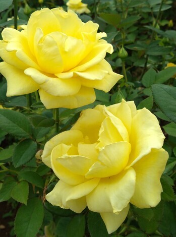 きっかけ：センターコミュニティ