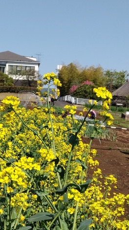 きっかけ：センターコミュニティ