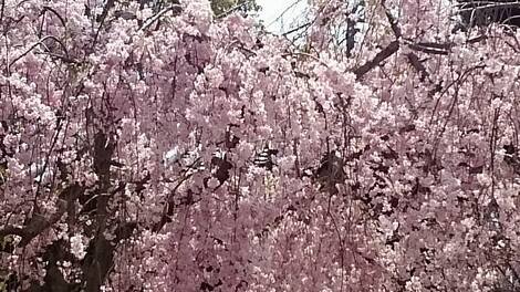 きっかけ：センターコミュニティ