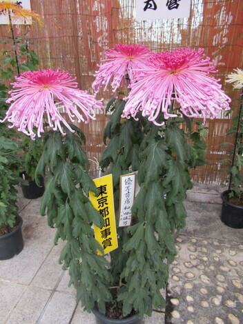 きっかけ：センターコミュニティ