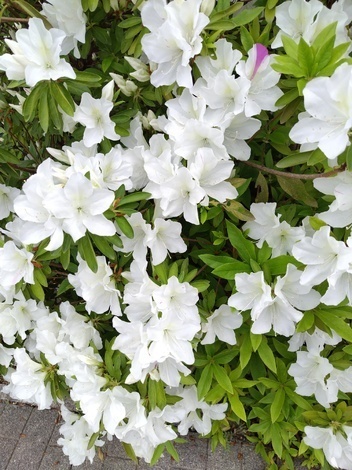 きっかけ：センターコミュニティ