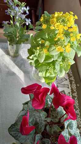 きっかけ：センターコミュニティ