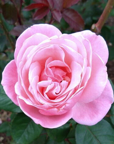 きっかけ：センターコミュニティ