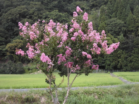 田舎生活