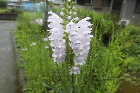 田舎生活