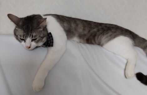 おうち学習の“ワッ！”くらぶ