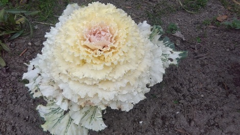 おうち学習の“ワッ!”くらぶ