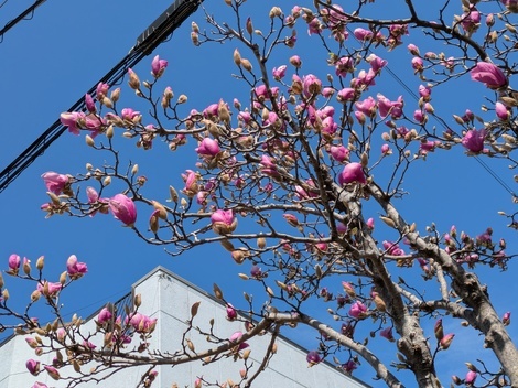 タカラ「焼酎ハイボール」の間