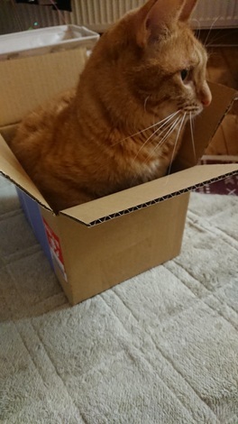 おと、をかしルーム