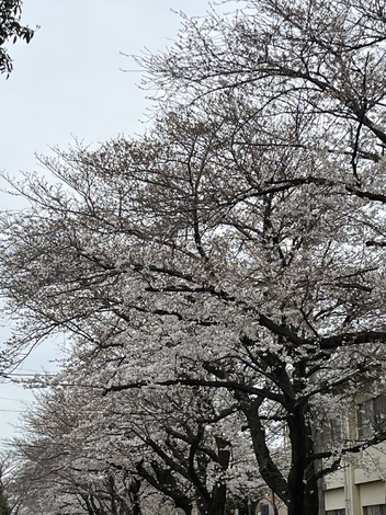 おと、をかしルーム