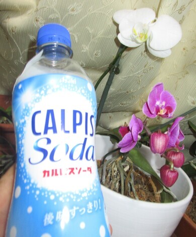 「カルピス」みずたまラボ