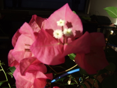 なでしこカフェ